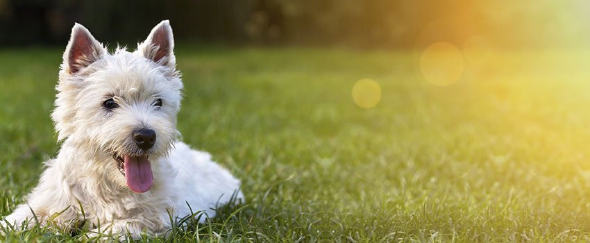 How Worried Should I Be If I’ve Been Bitten By a Stray Dog?