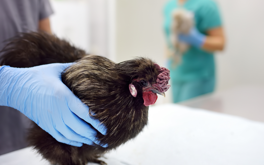 Should I Be Worried About Catching Bird Flu?