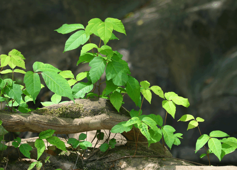 Can You Get Poison Ivy From Someone Else?